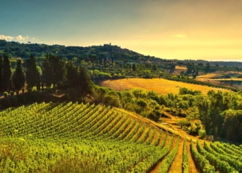 vitinera esperienze cantina