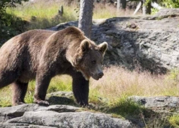 “Papillon” deve vivere libero. Reazioni dopo la terza cattura
