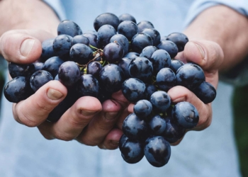 Il Veneto Orientale si prepara a difendere l’agricoltura