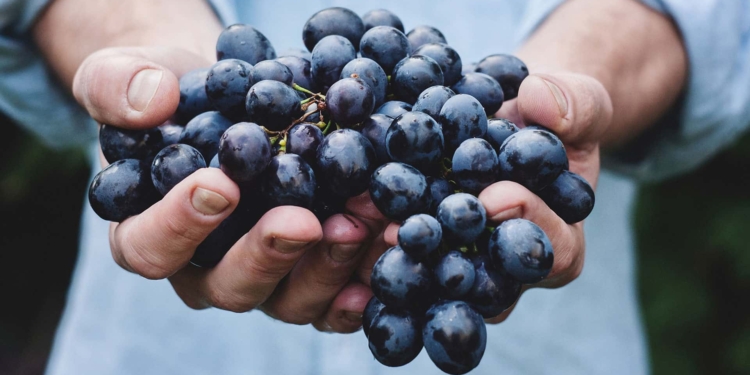 Il Veneto Orientale si prepara a difendere l’agricoltura