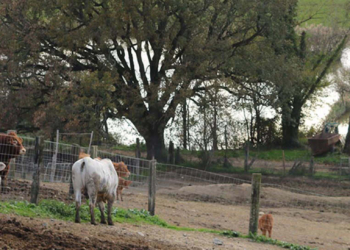 Fiorentina alla veneziana