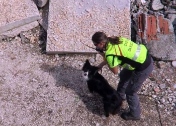 L’esperto risponde. Devo prendere un cane: cosa mi consiglia?