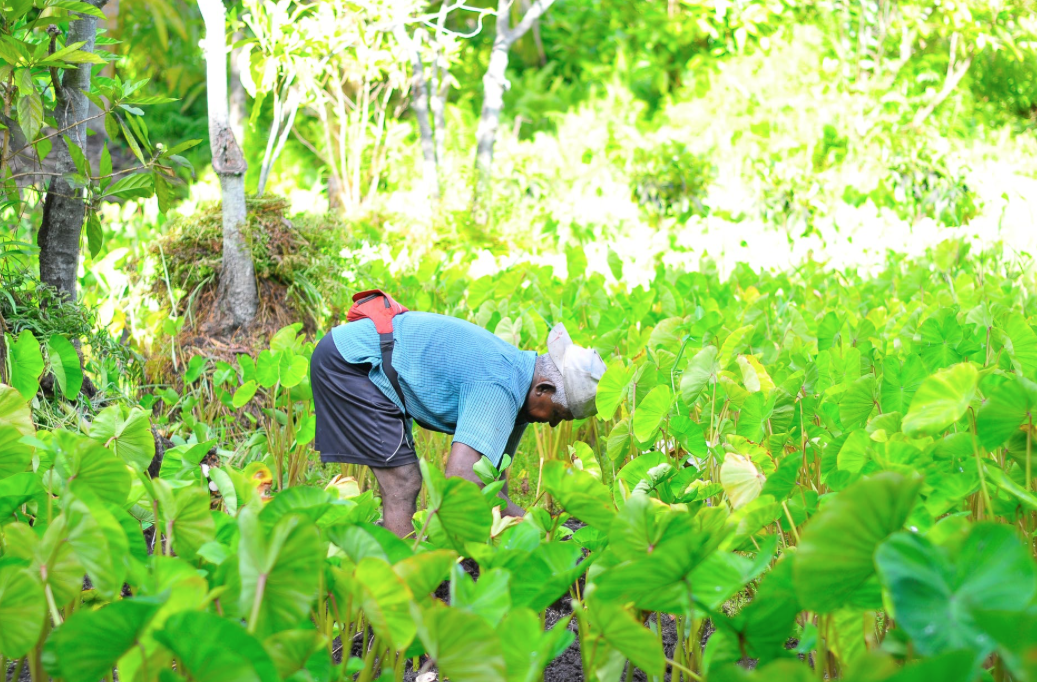 lavoro agricoltura