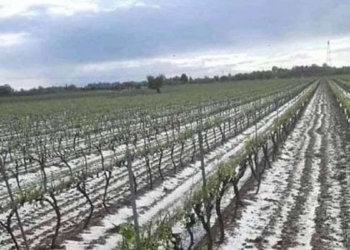 Il maltempo piega l’agricoltura. Danni ingenti