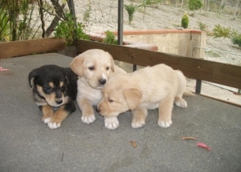 Cani di razza: come scegliere l’allevamento giusto