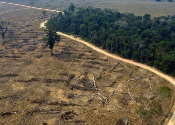 Il bosco. Un patrimonio da salvaguardare