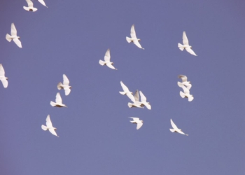 Quando una colomba bastava a tenere unita l’Italia