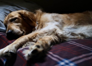Perché il cane ogni mattina si sveglia sempre alla stessa ora?