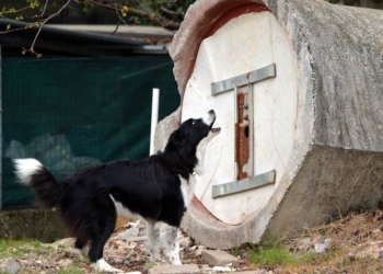 I cani da soccorso: supereroi con superpoteri?