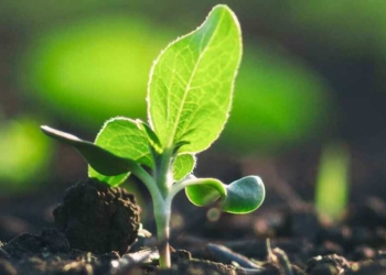 Piante e terreno. L’unione fa la forza quando si parla di green