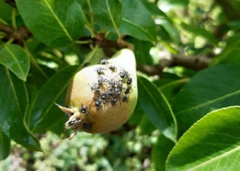 20 milioni all’agricoltura veneta per i danni della cimice asiatica