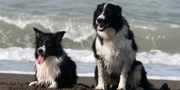Il Border Collie fidato e intelligente (e anche bello)