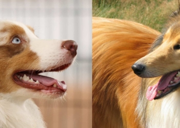 Oggi parliamo di Collie (ma non chiamatelo Lassie!) e di Australian Sheperd