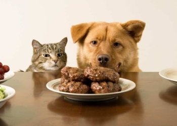 Cosa mangiano cani e gatti? 12 domande e 12 risposte