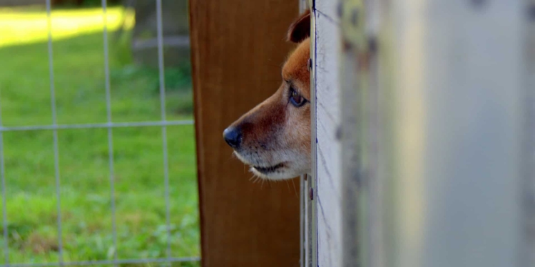 Non basta un giardino per avere un cane