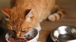 Il gatto: sveglio e vivace con una specifica alimentazione