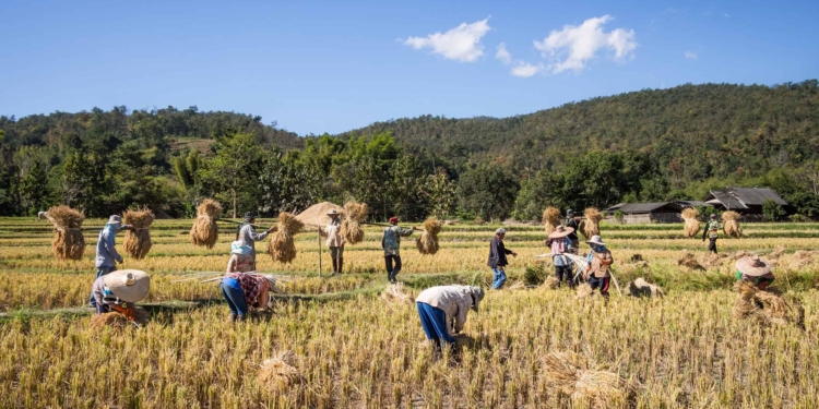 Il social farming cresce