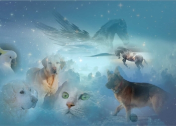 Dove vanno gli animali quando muoiono?