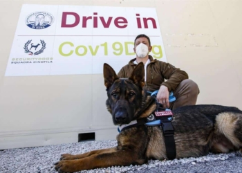 È vero: i cani fiutano il Covid