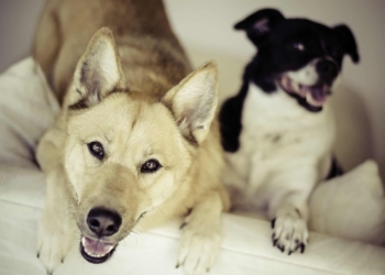 E se i cani sono due? Sicuramente è meglio