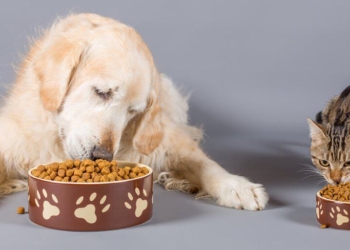 I carboidrati nell’alimentazione di cane e gatto