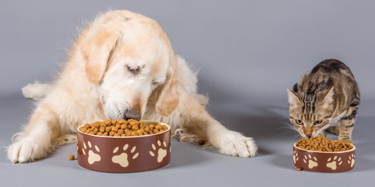 I carboidrati nell’alimentazione di cane e gatto