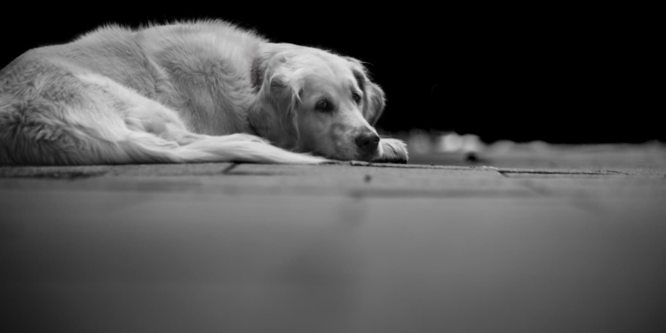 La torsione dello stomaco nel cane