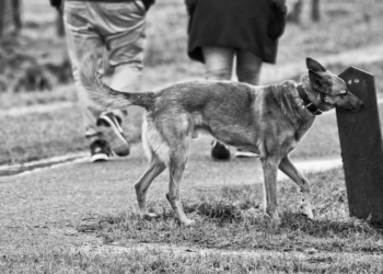 Lasciate che il cane annusi