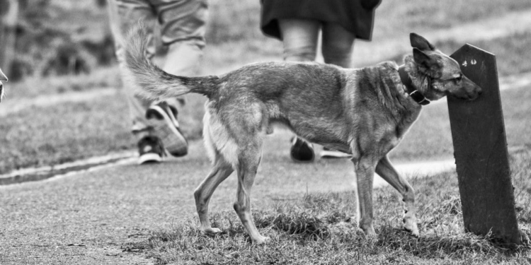 Lasciate che il cane annusi