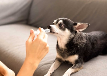 Come mantenere sano l’intestino del tuo cane
