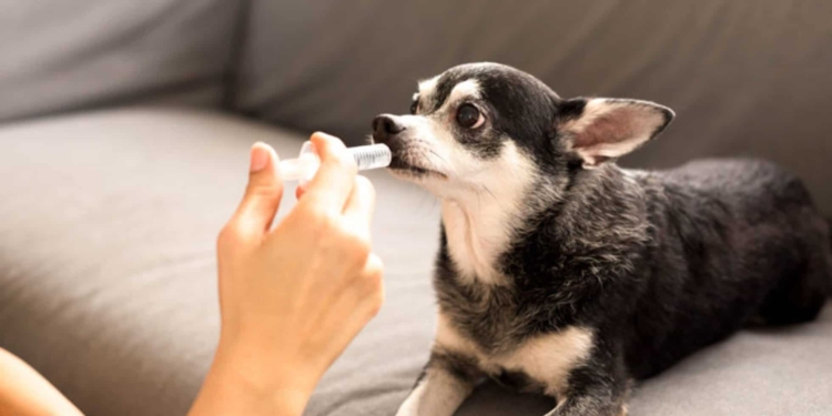 Come mantenere sano l’intestino del tuo cane