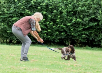 Aiuto! Il mio cane tira al guinzaglio!