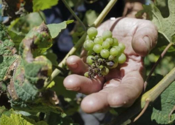 Vendemmia: Italia prima con qualità ottima