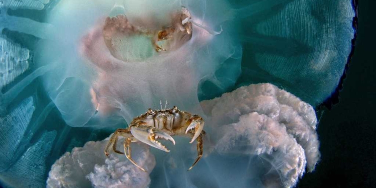 Una mostra sugli abissi nella città sull’acqua