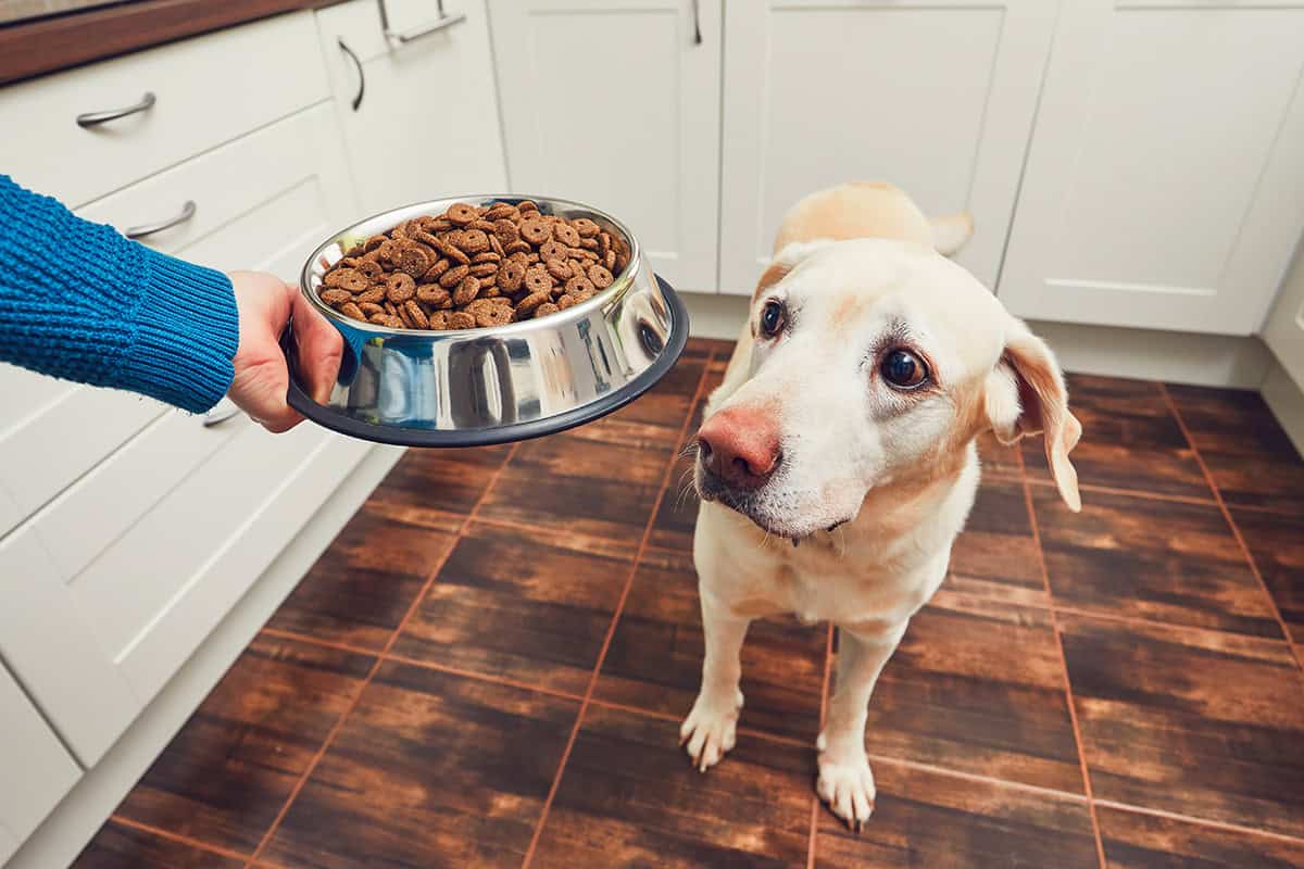 Se il cane non mangia devo cambiare cibo?