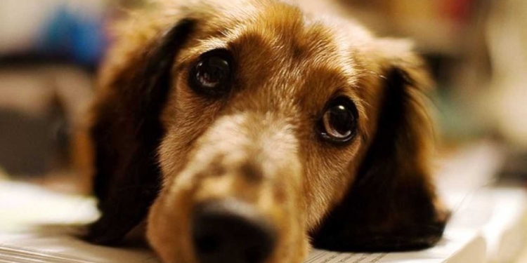 Il mio cane ha la diarrea: cosa devo fare?