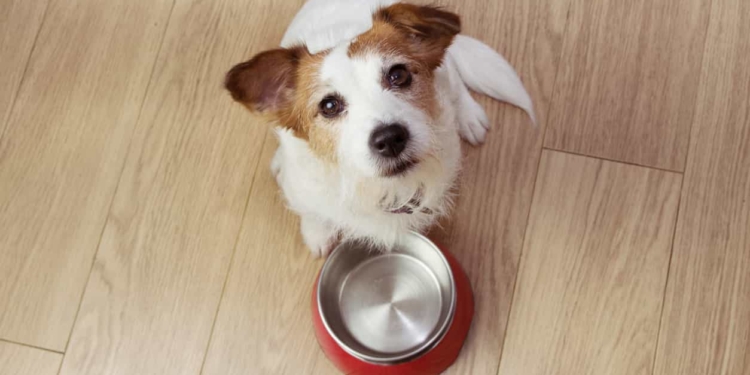Col freddo il cane deve mangiare di più?