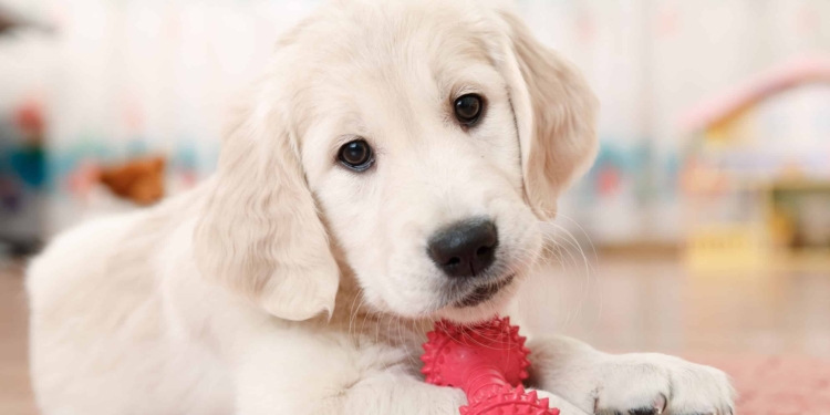 Un cane deve masticare tutti i giorni