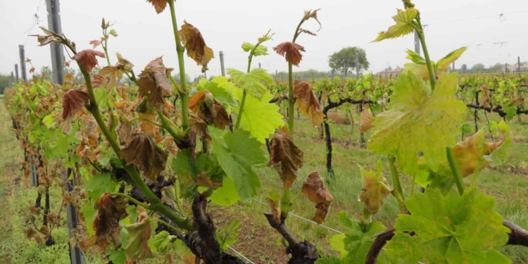 Vicentino: per le gelate 10 milioni di danni