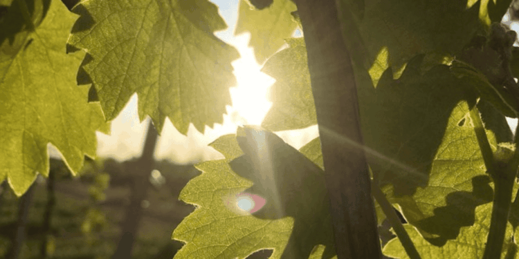 “Padroncini”: il loro vino festeggia i 60 anni