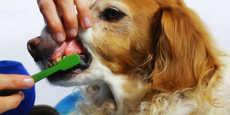 La pulizia dei denti nel cane