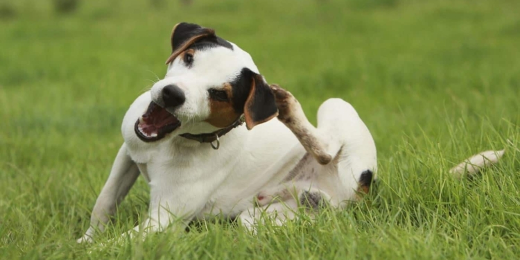Se il mio cane (o gatto) si gratta è allergia?