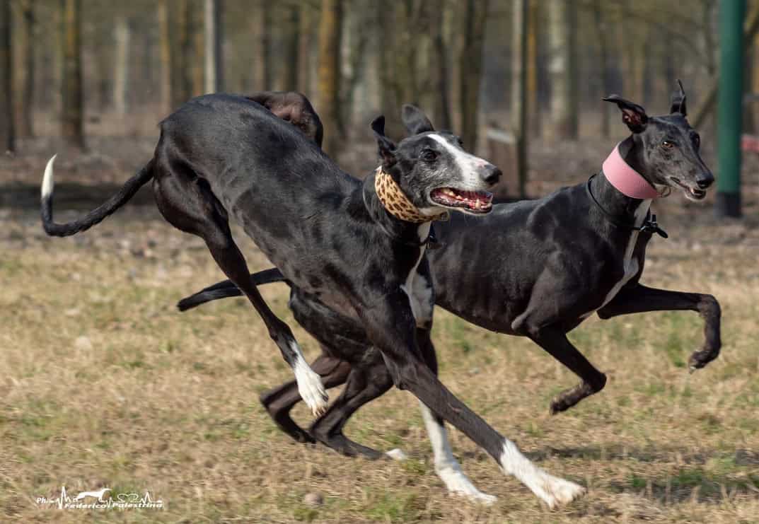 Levrieri: veloci….da morire. Per un’adozione consapevole