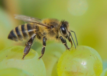 Api in aiuto del Consorzio Prosecco