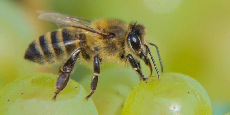 Api in aiuto del Consorzio Prosecco