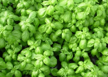 Il Pesto Barilla e l’attenzione all’ambiente