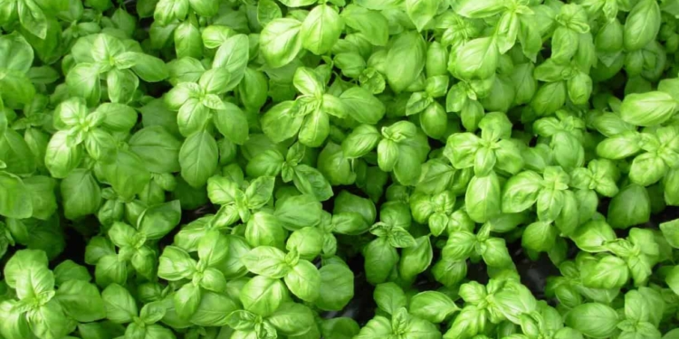 Il Pesto Barilla e l’attenzione all’ambiente