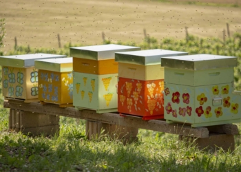 A Le Manzane l’uva Glera cresce con le api