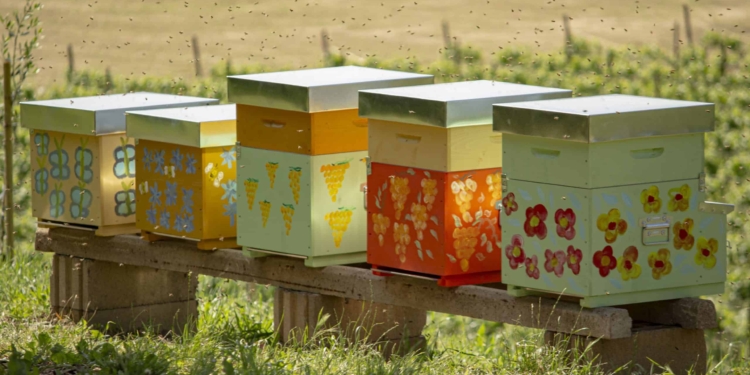 A Le Manzane l’uva Glera cresce con le api