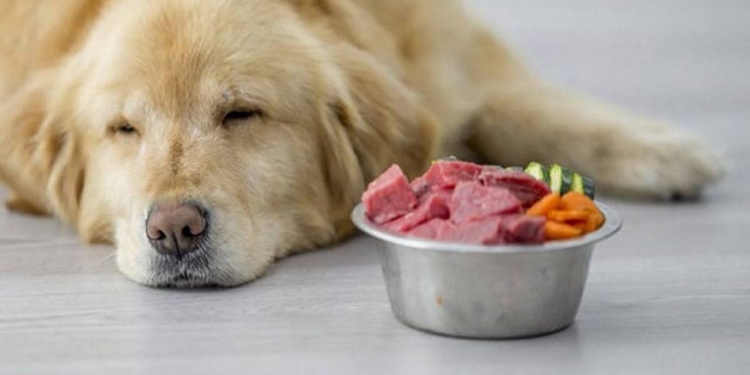 Cane anziano: come scegliere la giusta alimentazione